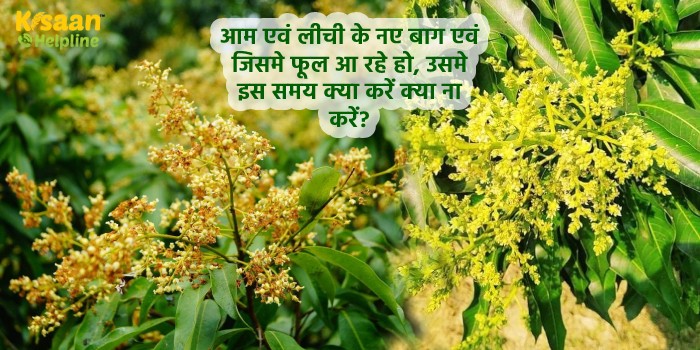 आम एवं लीची के नए बाग एवं जिसमे फूल आ रहे हो, उसमे इस समय क्या करें क्या ना करें? आम एवं लीची के नए बाग एवं जिसमे फूल आ रहे हो, उसमे इस समय क्या करें क्या ना करें?